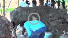 Kambala - Sculpture
